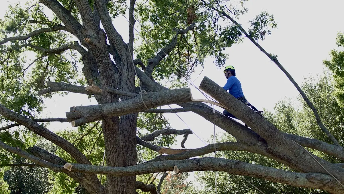 Professional Hazardous Tree Removal performed by certified arborists in Meacham