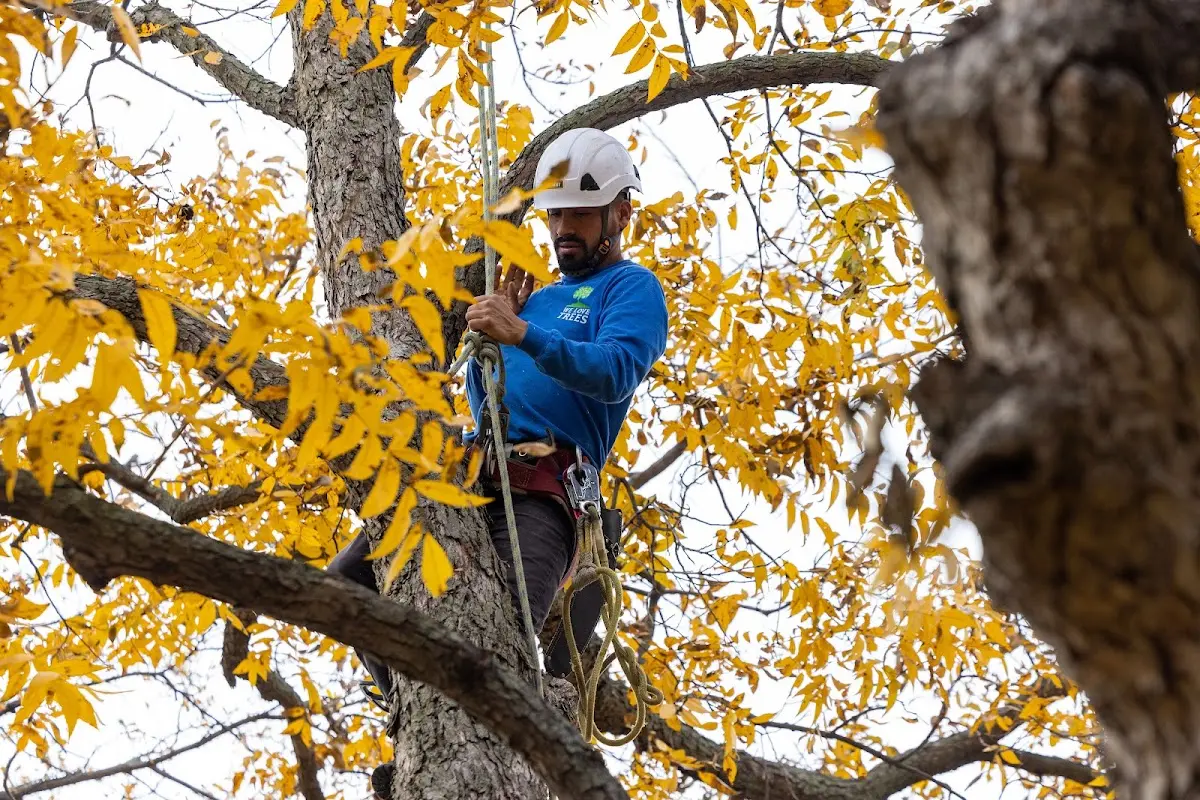 Skilled Tree Transplanting crew working in Meacham
